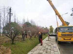  外環(huán)線道路景觀工程二、三標段進行補植復(fù)綠工作